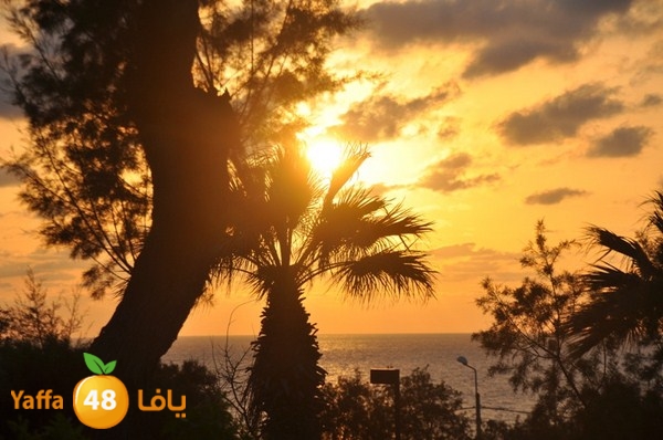 trees yaffa jamhairea (37).JPG